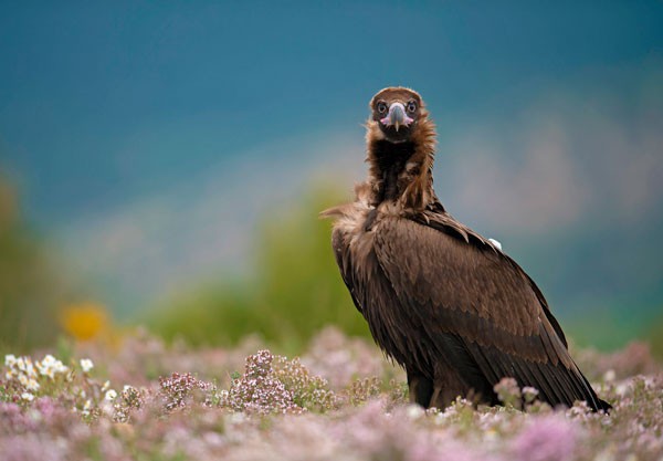 Black Vulture Image