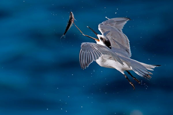 Sandwich Tern Image