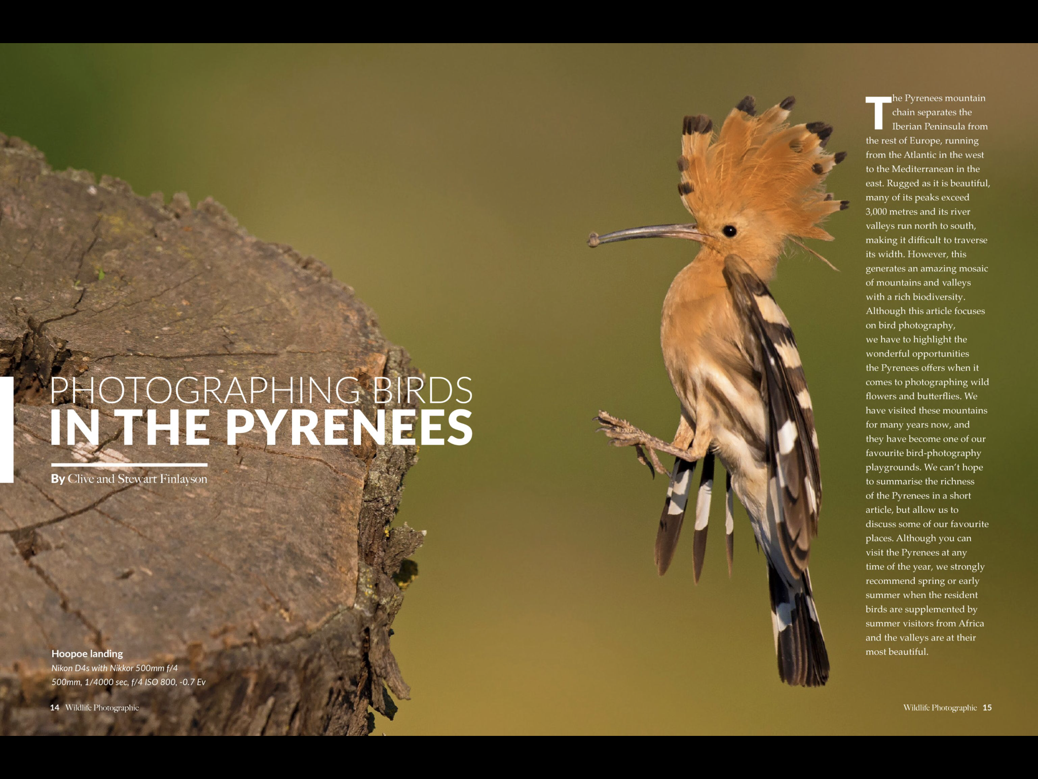 Photographing birds in the Pyrenees Image