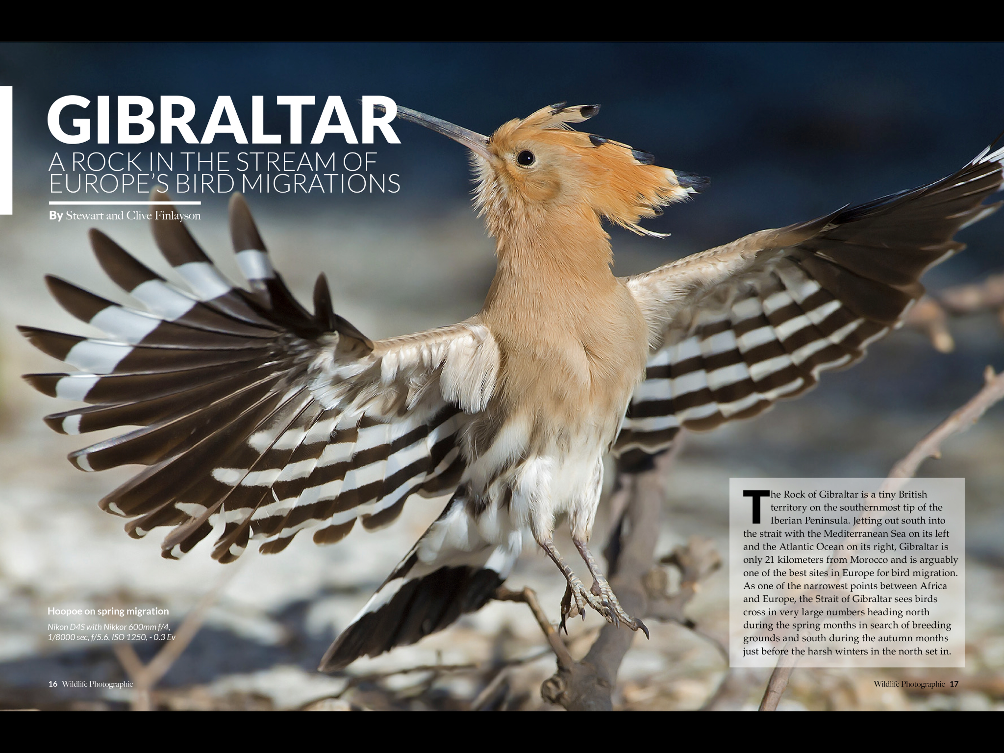 Gibraltar Wildlife Photographic Image